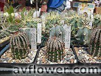 echinopsis haku -  
