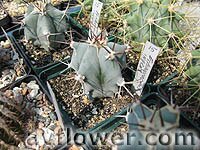 echinocactus ingens -  