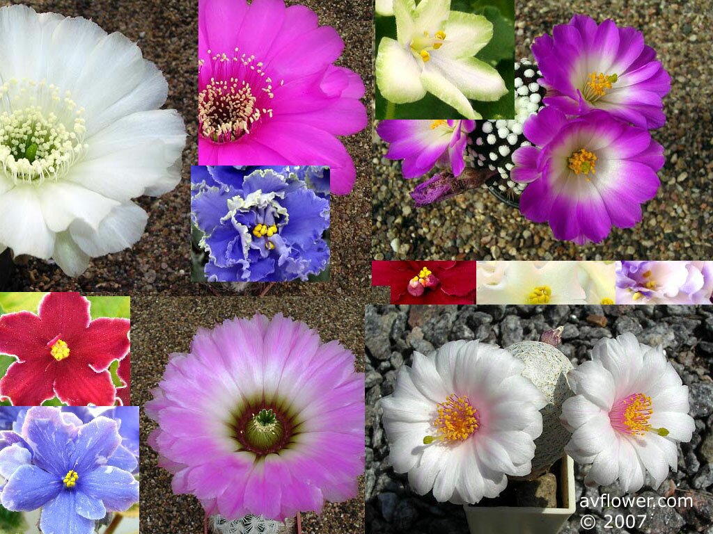 Живые цветы в доме это красота уют и польза thumbnail