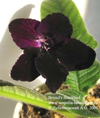  Bristol's Blackbird